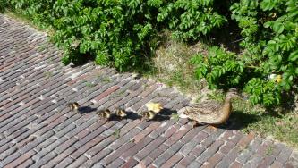 langeoog, urlaub, natur, entenfamilie