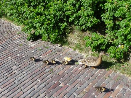 langeoog, urlaub, natur, entenfamilie