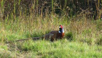 langeoog, urlaub, natur, fasan