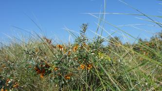 langeoog, urlaub, sanddorn, souvenir