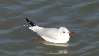 langeoog, urlaub, möwe, natur