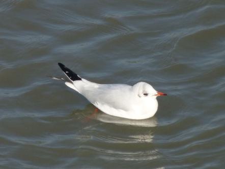langeoog, urlaub, möwe, natur